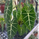 Alocasia Frydek - Vital Growing Tips and Common Problems featured-alocasia-frydek-care