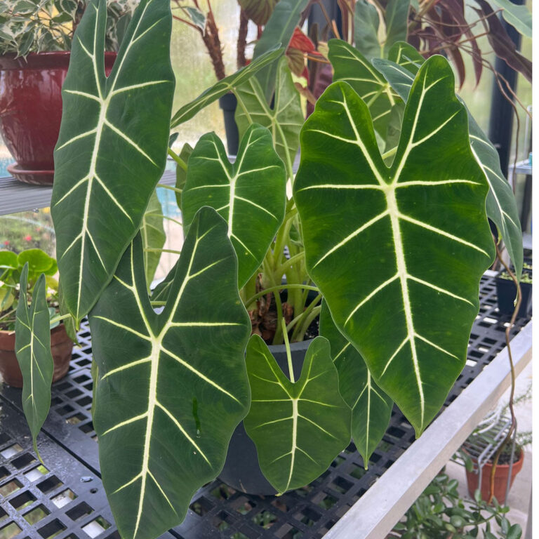 Alocasia Frydek - Vital Growing Tips and Common Problems