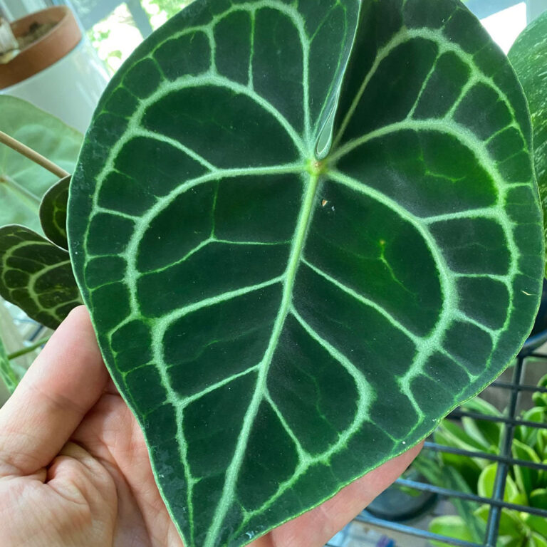 Anthurium Clarinervium:  1 Secret to Growing Them
