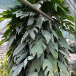Cebu Blue Care - An Easy, Exquisite Houseplant! featured-cebu-blue