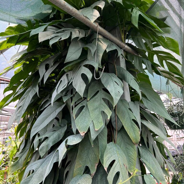 Cebu Blue Care - An Easy, Exquisite Houseplant!
