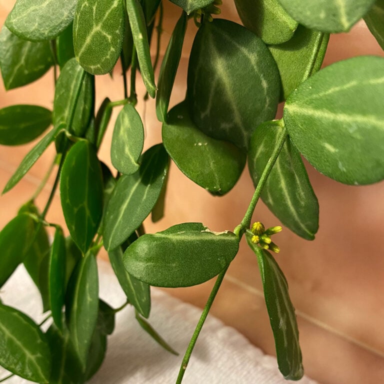 Dischidia Ovata Care:  The Watermelon Dischidia