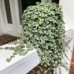 Pilea Glauca - Vital Care and Propagation Tips featured-glauca