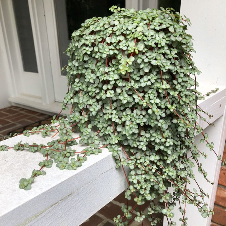 Pilea Glauca - Vital Care and Propagation Tips
