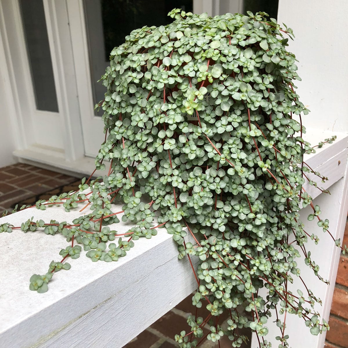 Pilea Glauca - Vital Care and Propagation Tips
