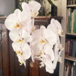 Orchid Care After Flowering: Steps to Keep Blooming featured-orchid-after-flowering