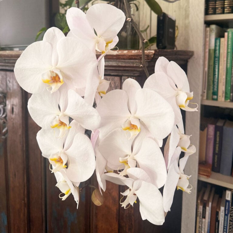 Orchid Care After Flowering: Steps to Keep Blooming