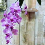 featured-orchid-refuses-to-bloom