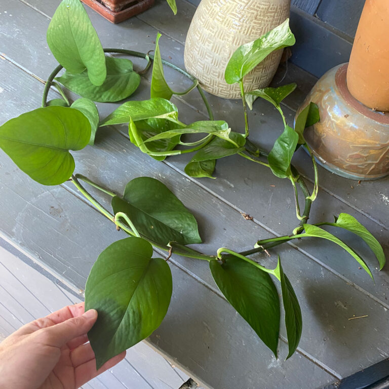 Pothos vs. Philodendron: 5 Easy Ways to Tell the Difference!