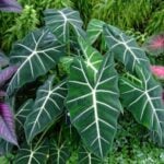 Alocasia Frydek - Vital Growing Tips and Common Problems alocasia frydek