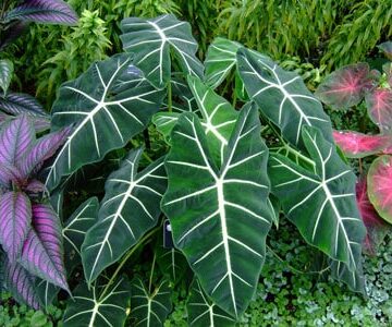 alocasia frydek