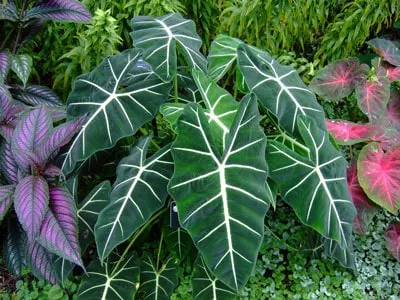 alocasia frydek