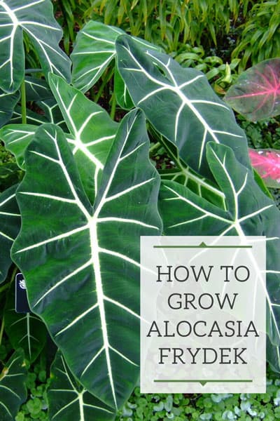 alocasia frydek