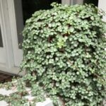 Pilea Glauca - Vital Care and Propagation Tips pilea glauca
