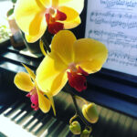 3 Reasons Your Moth Orchid Refuses to Bloom moth-orchid-not-blooming