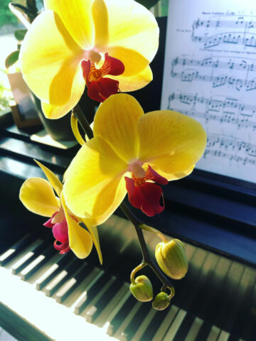 moth-orchid-not-blooming