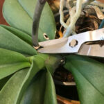 Orchid Care After Flowering: Steps to Keep Blooming orchid flowers dying