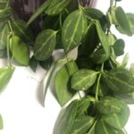 Dischidia Ovata Care: The Watermelon Dischidia dischidia ovata watermelon