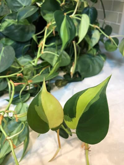 philodendron brasil