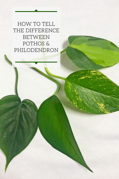 Recent order of philodendron and epipremnum from Thailand had this  mistakenly packaged with an epipremnum yellow flame. I know it's not a  pothos but hoping someone here might have an ID? 