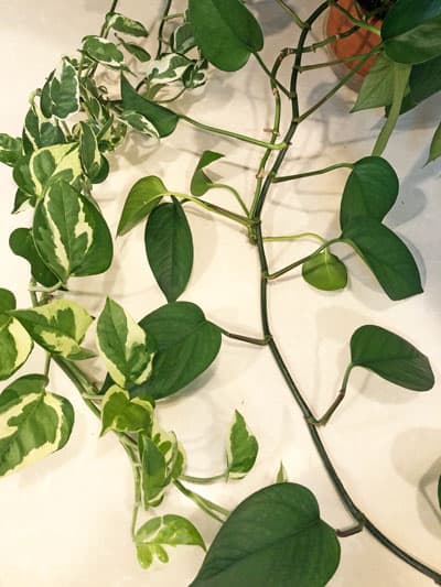 difference between pothos and philodendron