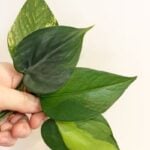 Pothos vs. Philodendron: 5 Easy Ways to Tell the Difference! difference between pothos and philodendron