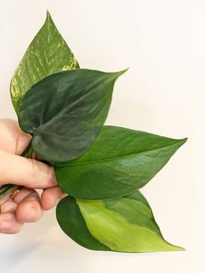 Recent order of philodendron and epipremnum from Thailand had this  mistakenly packaged with an epipremnum yellow flame. I know it's not a  pothos but hoping someone here might have an ID? 