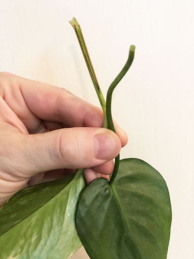 difference between pothos and philodendron