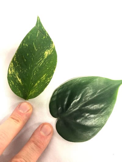 pothos vs philodendron