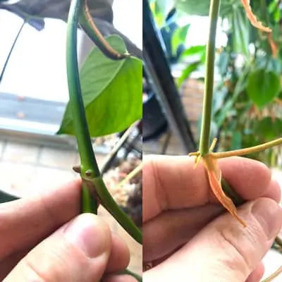 pothos vs philodendron