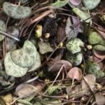 6 Ways to Propagate String of Hearts - Chain of Hearts string of hearts soil propagation