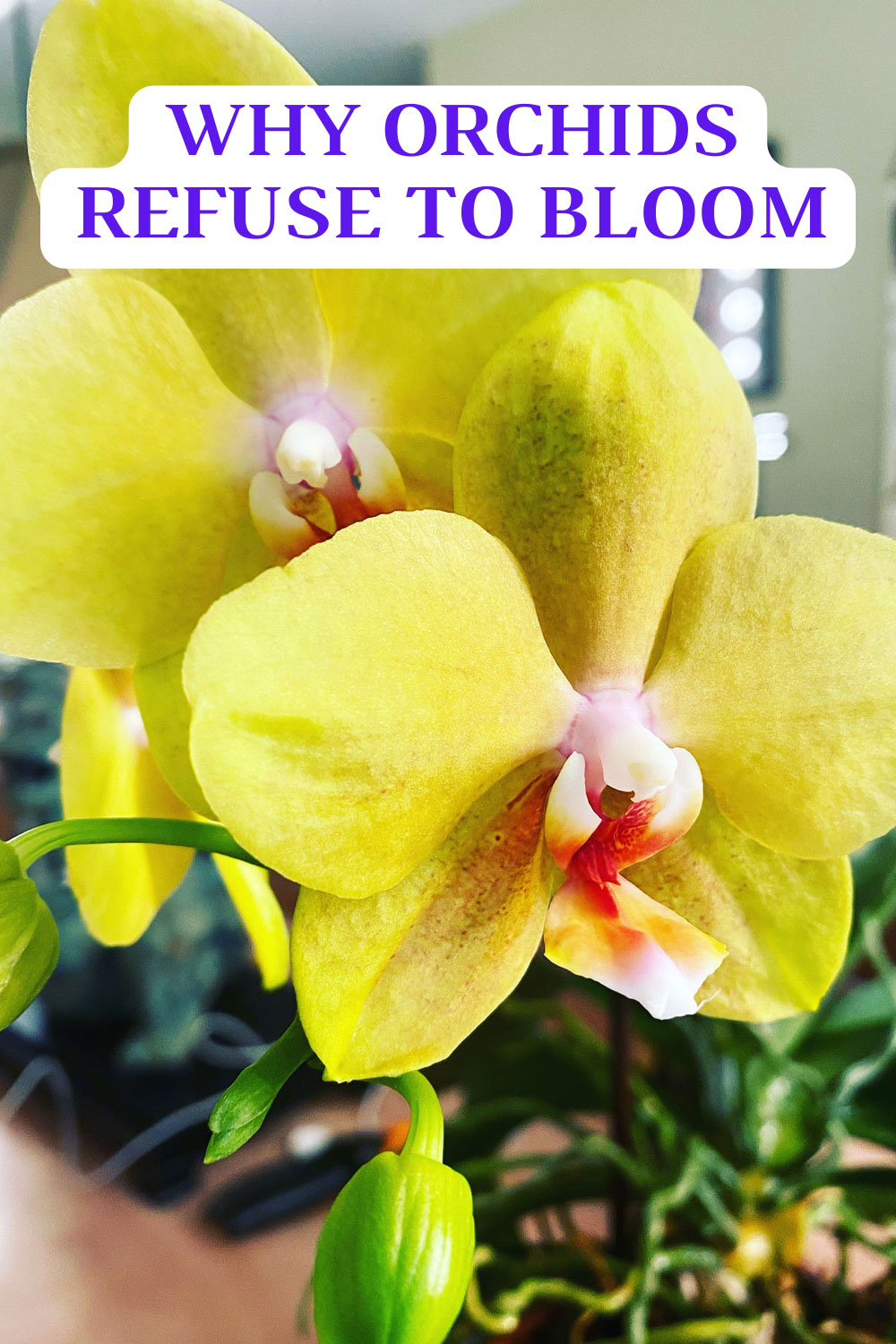 why-orchids-dont-bloom