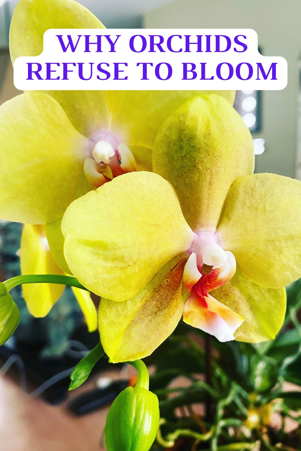 why-orchids-dont-bloom
