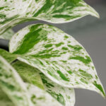 featured-pothos