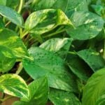 Houseplants That Humidify the Air: 50 Plants Evaluated houseplants that humidify the air