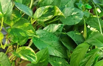 houseplants that humidify the air