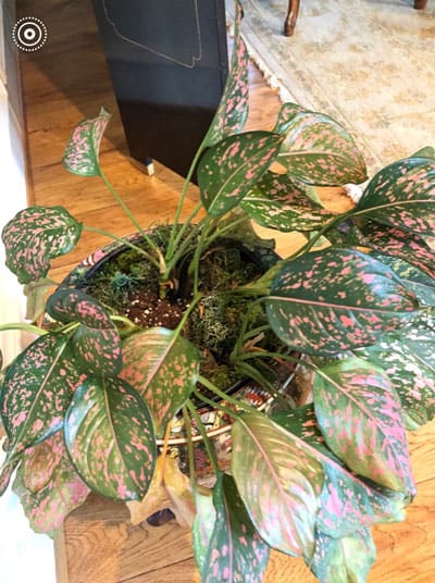 should i use a soil moisture meter for indoor plants