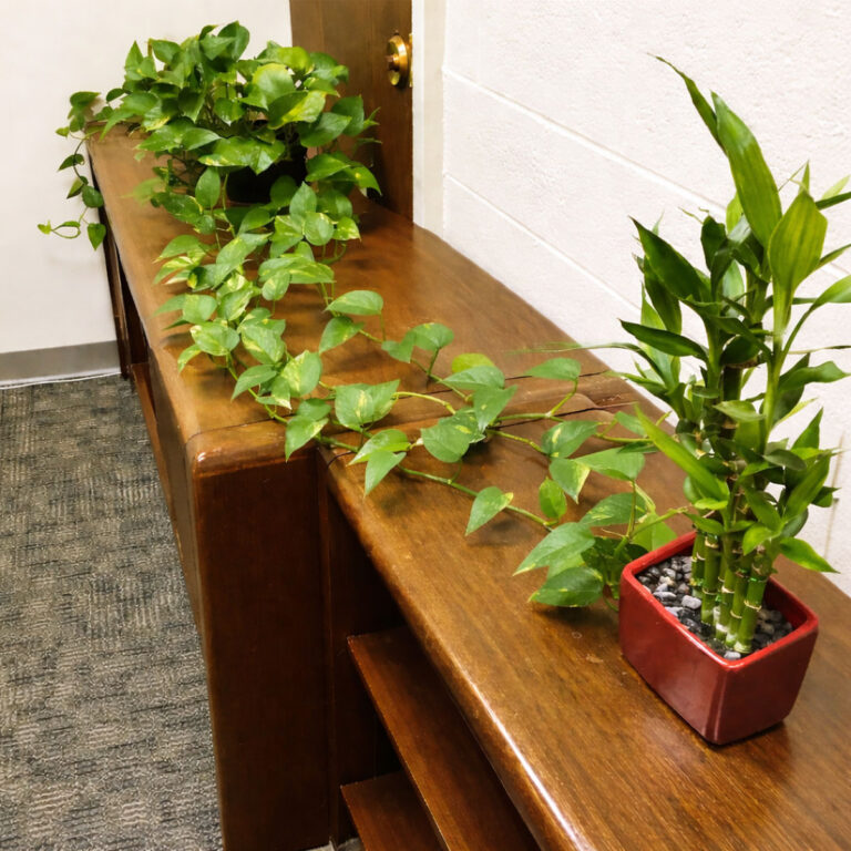 houseplants for no window areas (yes it can be done)