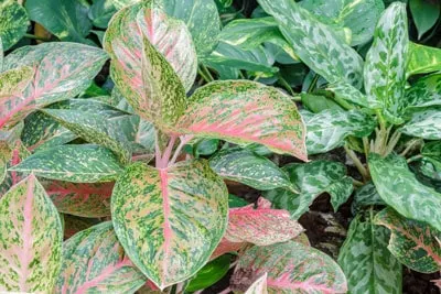 aglaonema chinese evergreen low light plants