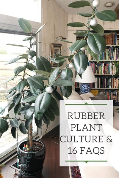 rubber plant dying