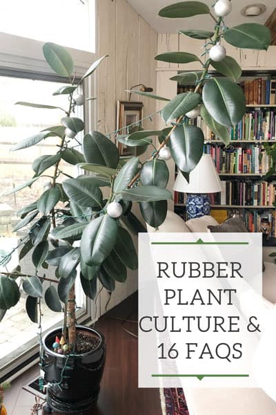 are rubber plants toxic to dogs