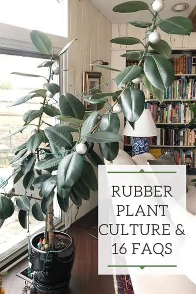 Rubber Plants: Ultimate Growing and 16 Common Problems