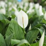 Wilting & Drooping Peace Lily? 11 Common Causes w/ Fixes! peace lily care