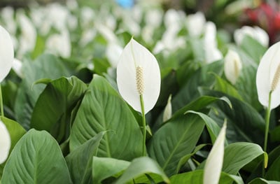 peace lily care