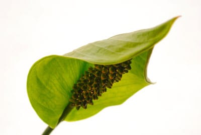 Peace lily flower turning green deals