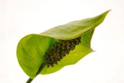 peace lily flowers turning green