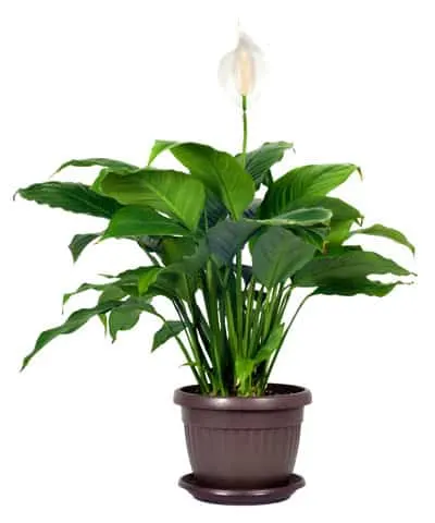 peace lily care