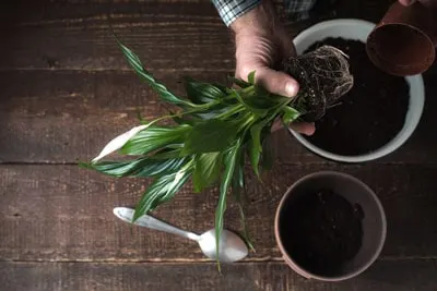 repotting peace lily