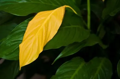 peace lily leaves turning yellow