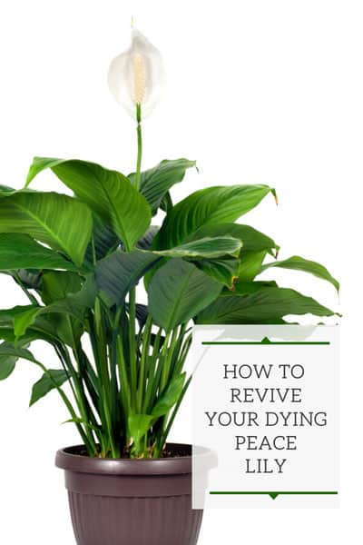 how to revive peace lily